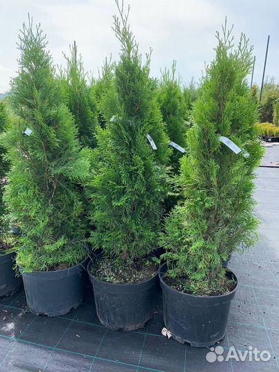 Туя смарагд