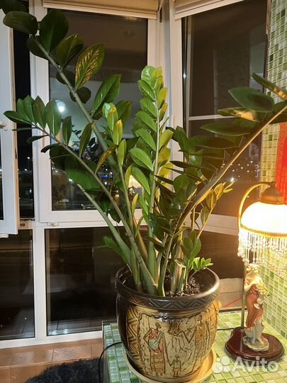 Продам цветы комнатные