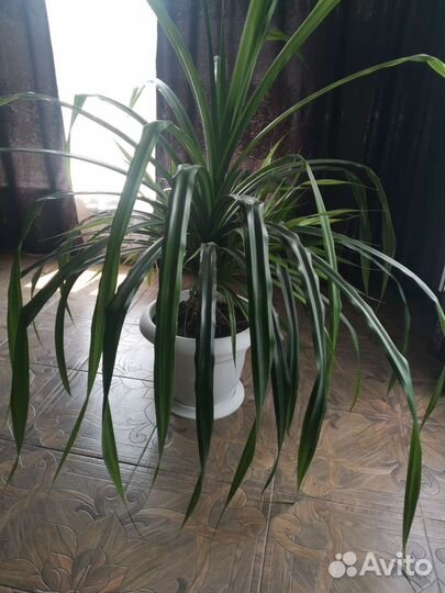 Комнатные цветы