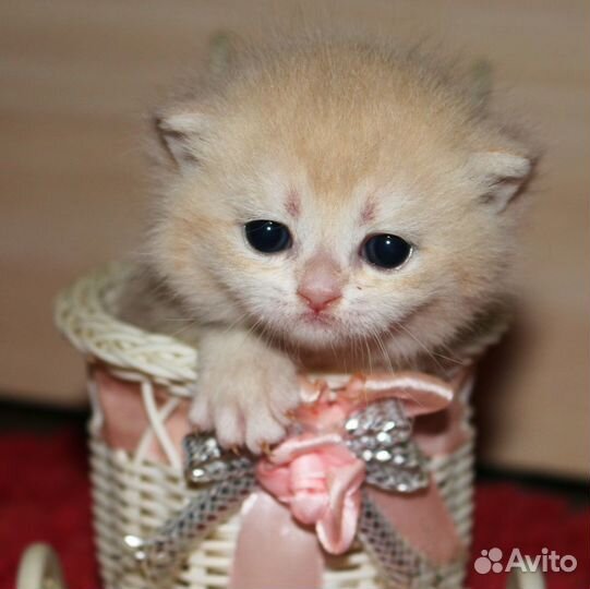 Котята золотые и серебристые шиншиллы