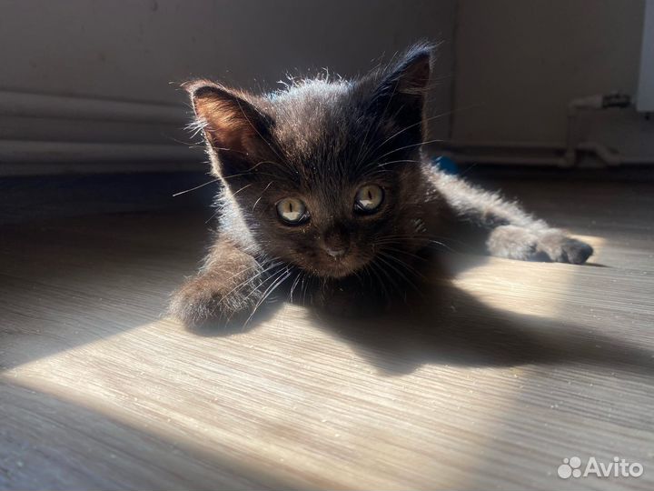 Черный котенок бесплатно