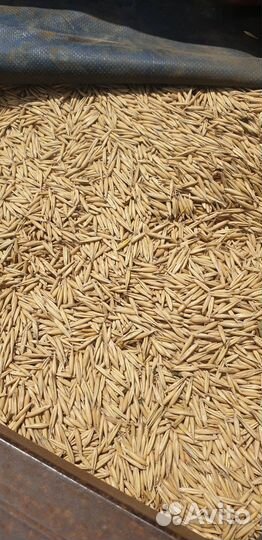 Овес, ячмень