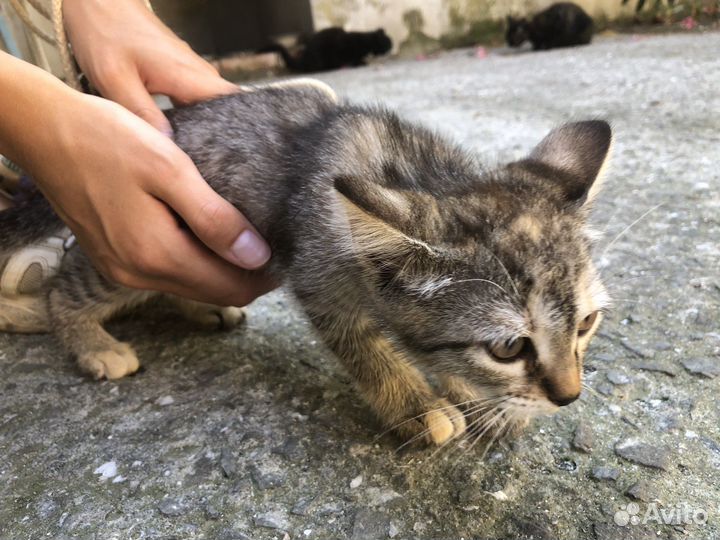 Котята ищат дом, крым