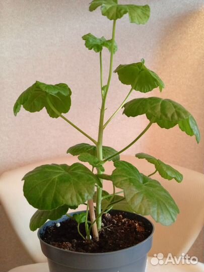 Цветы комнатные