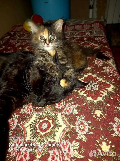 Кошки мейн-кун