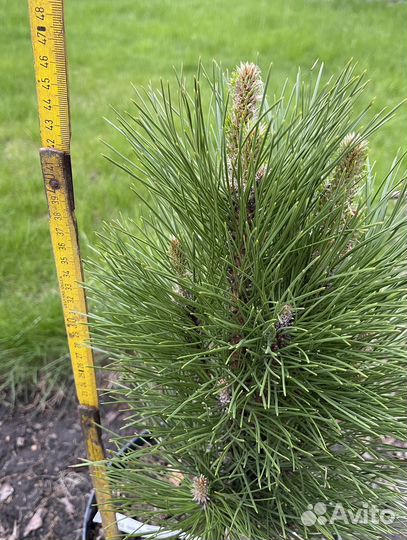 Сосна черная Green Tower