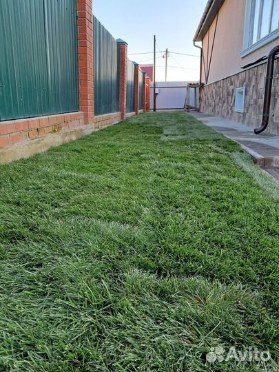 Рулонный газон «Дачный»