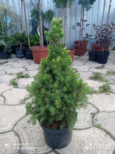 Ель рэйнбоуз энд