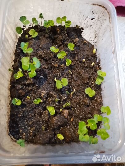 Карликовый гранат,ростки