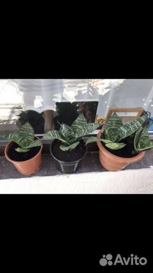 Сансиверия Ханни