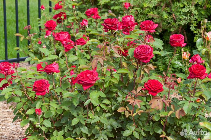 Разные сорта роз