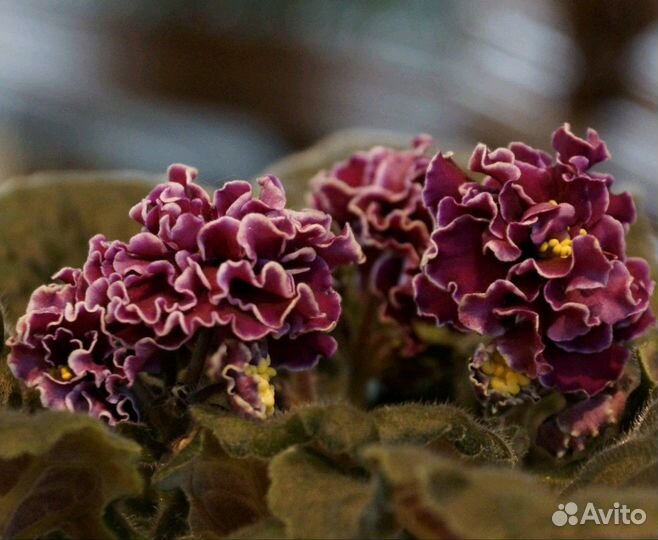 Роскошные сортовые фиалки (Почта)