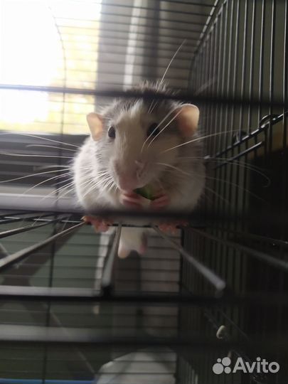 Крыса дамбо с клеткой