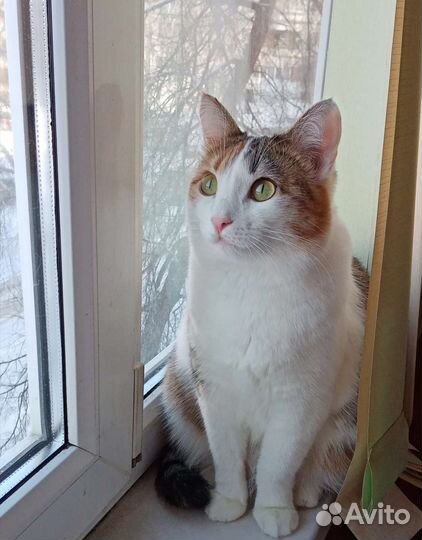 Кошка в добрые руки