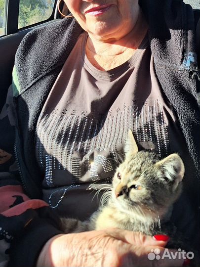 Котята