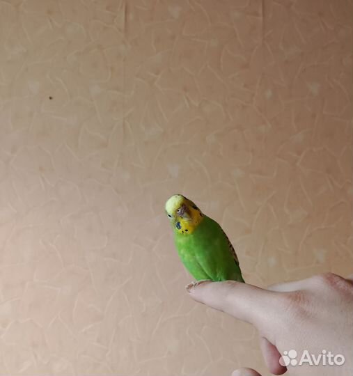 Волнистый попугай