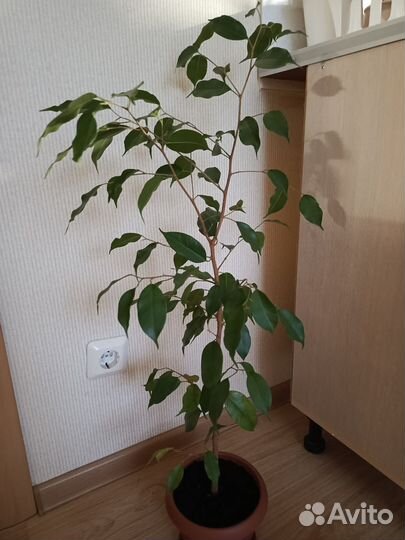 Фикус Бенджамина