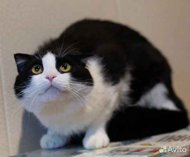 Обаятельный Боцман, метис шотландца, ищет дом