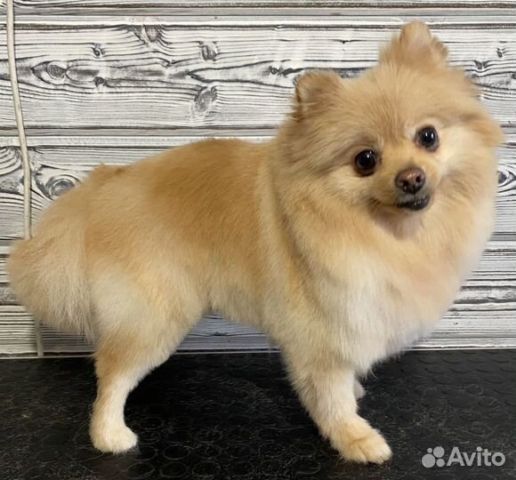 Стрижка собак и кошек. Услуги грумера