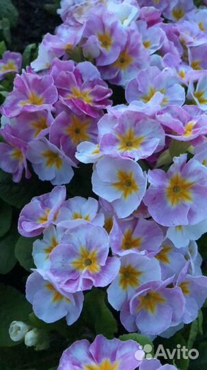 Примула яблоневый цвет