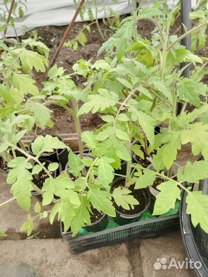 Рассада помидор, перцев