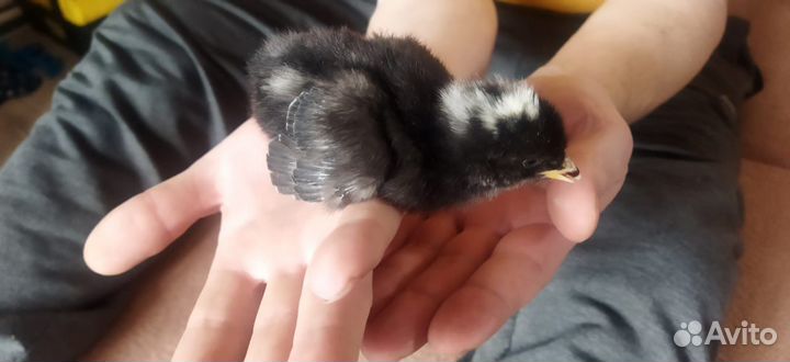 Цыплята доминант