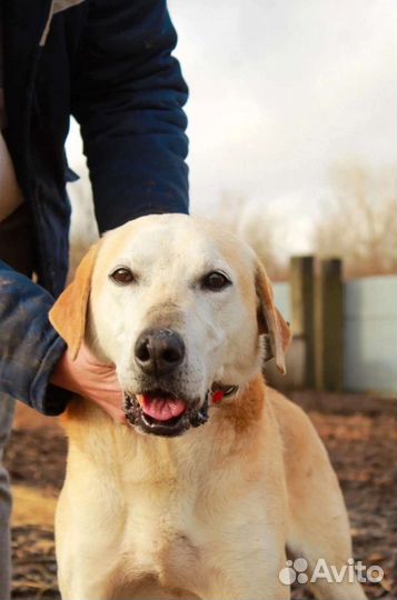 Гончая, кобель