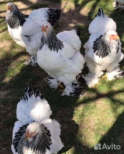 Брама разных окрасов ия