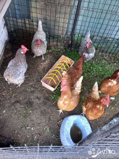 Куры несушки