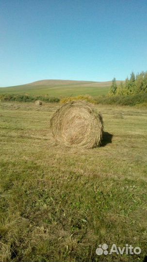 Сено в тюках