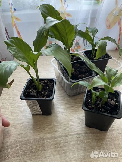 Комнатные растения