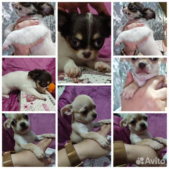 Чихуахуа девочки