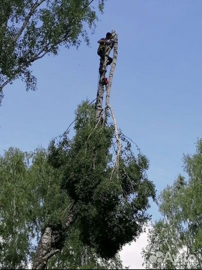 Спил аварийных деревьев
