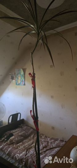 Продаю растение