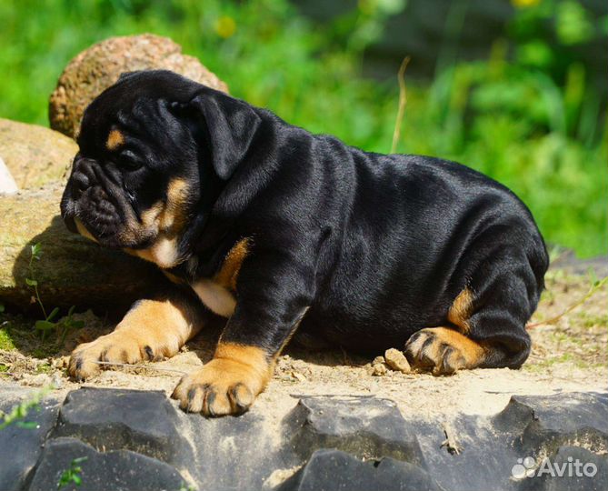 Английский бульдог,девочка