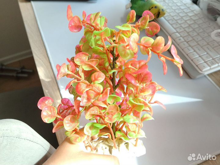 Растения для аквариума