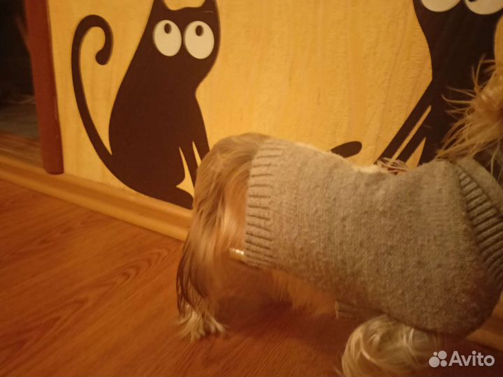 Свитер для собаки