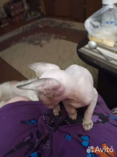 Канадский сфинкс