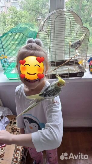 Попугай корелла самец и самка
