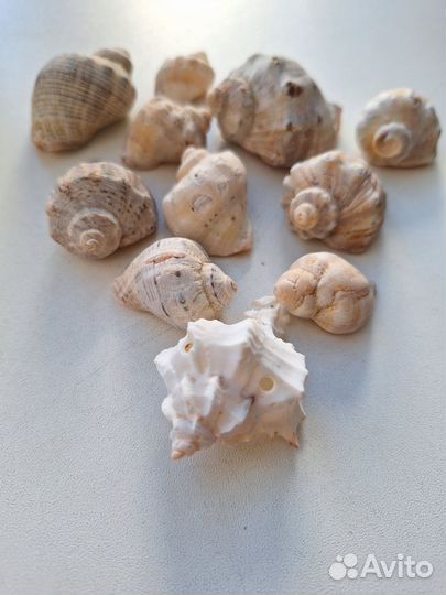 Ракушки для декора