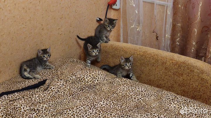 Отдам в добрые руки котят