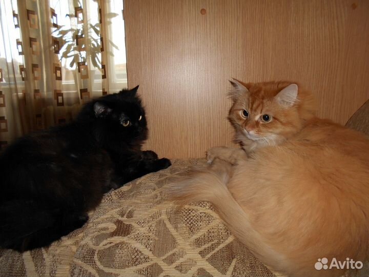 Стрижка кошек,собак,йорков,кастрация котов, выезд