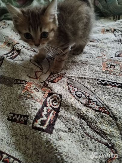 Отдам котенка