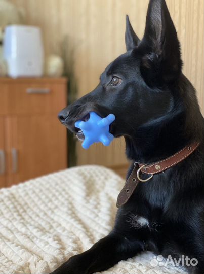 Передержка