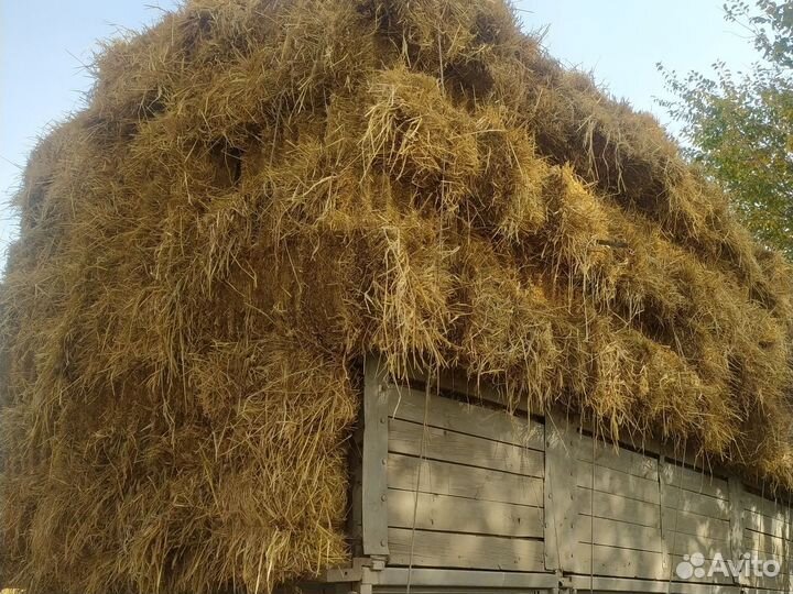 Солома в тюках рисовая