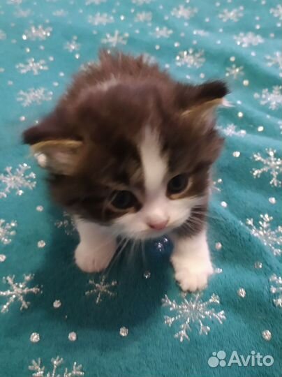 Котенок девочка