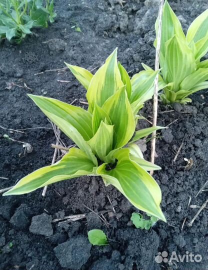 Хоста растение