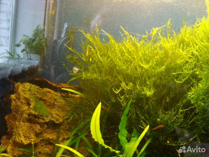Растения для аквариума