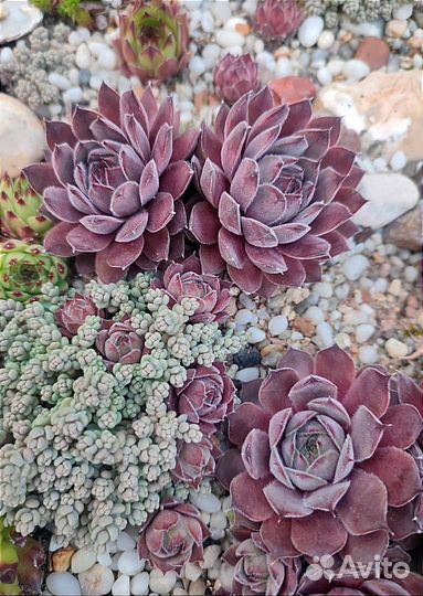 Вечно живое