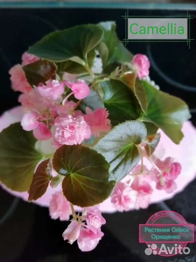 Комнатные растения цветы